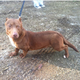 Image for article titled I Can't Stop Looking At This Pit Bull-Dachshund Mix's Dumb Fucking Face
